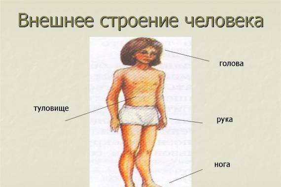 Comment fonctionne le corps humain L'ouvrage peut être utilisé pour réaliser des cours et des rapports sur le sujet