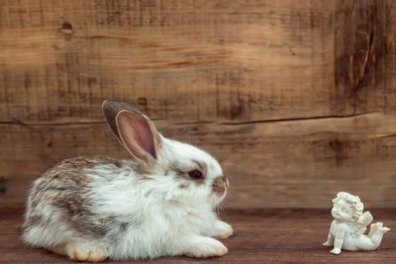 Pourquoi rêvez-vous d'un lapin blanc: interprétation des rêves sur ces animaux pelucheux par différents livres de rêves Interprétation des rêves d'un lapin blanc dans un rêve