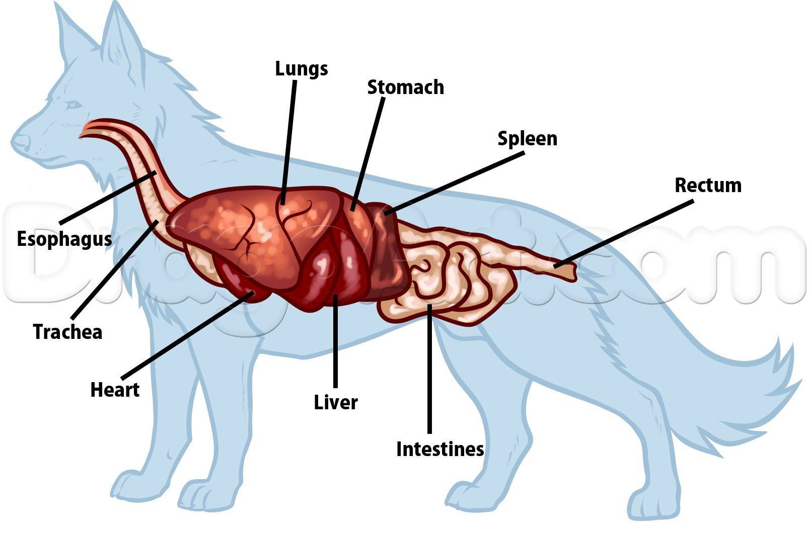 Строение внутренних органов немецкой овчарки. Пищеварительная система млекопитающих собака. Внутреннее строение собаки схема. Строение пищеварительной системы собаки. Сердце собаки расположено